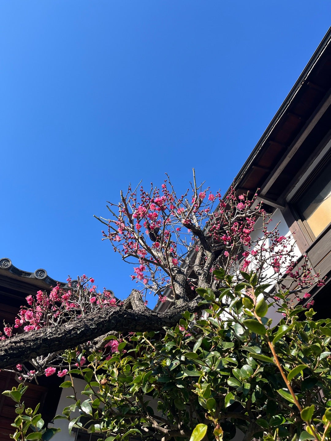 �t�͎n�܂��Ă���